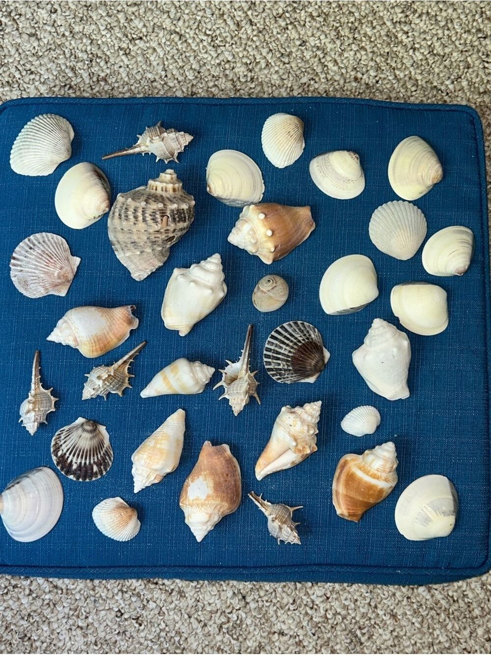 Seashell Collection Mixed Lot from Florida West Coast Coastal
Beach Decor